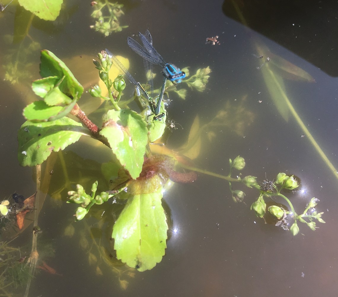 Damselflies mating