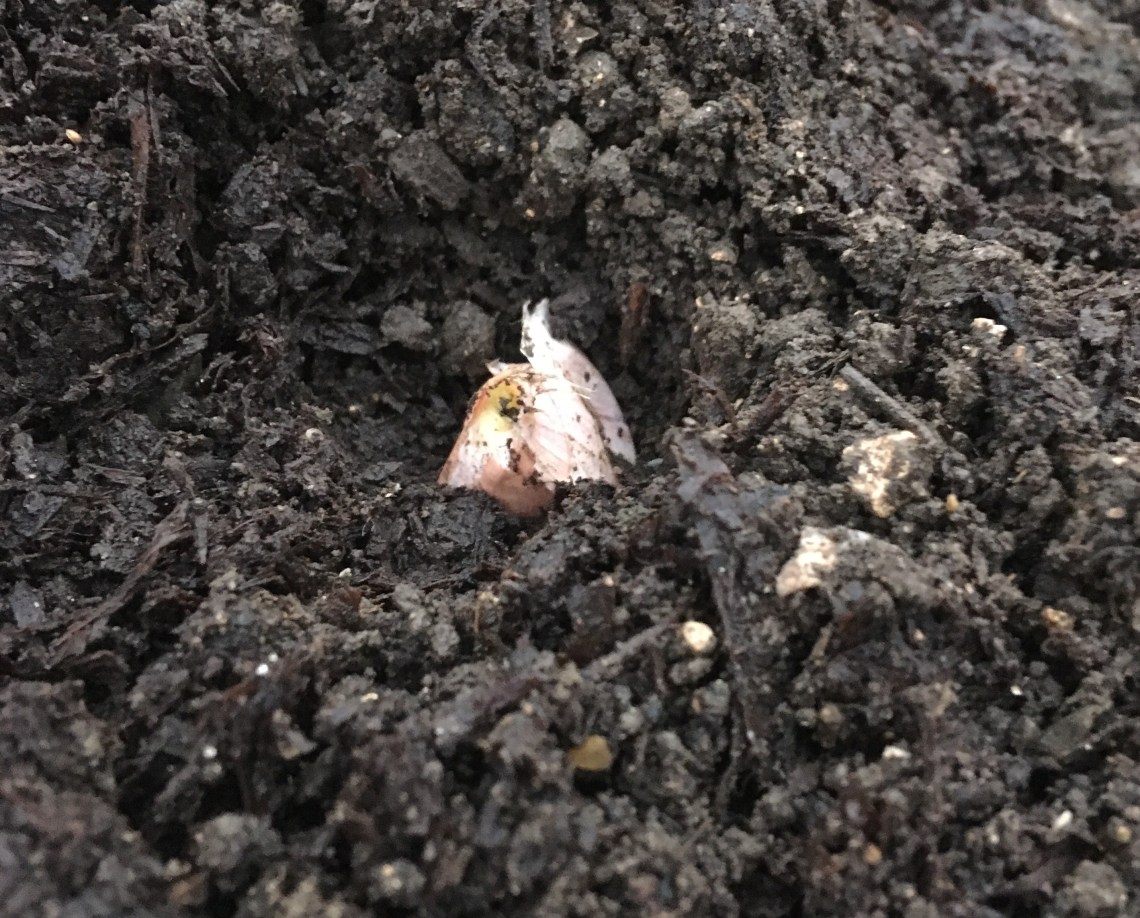 5 plant bulbs detail