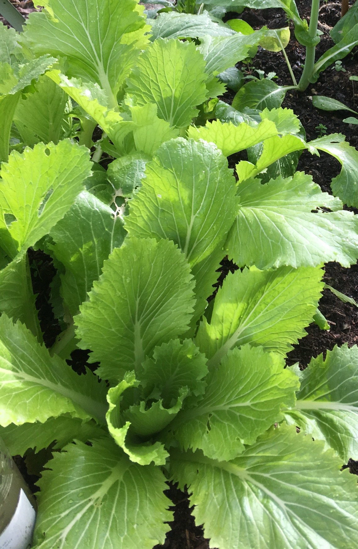 wintergreensingreenhouse