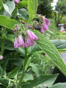Comfrey flower