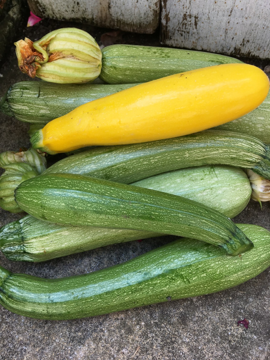 Courgette harvest