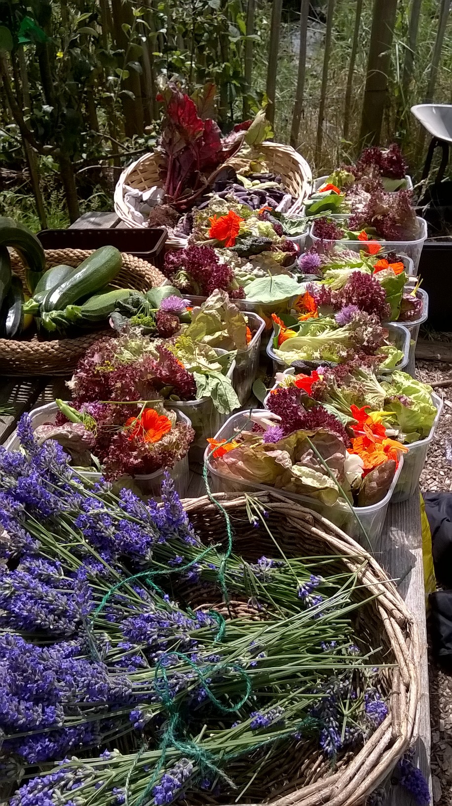 WP_20190714_12_51_36_Pro