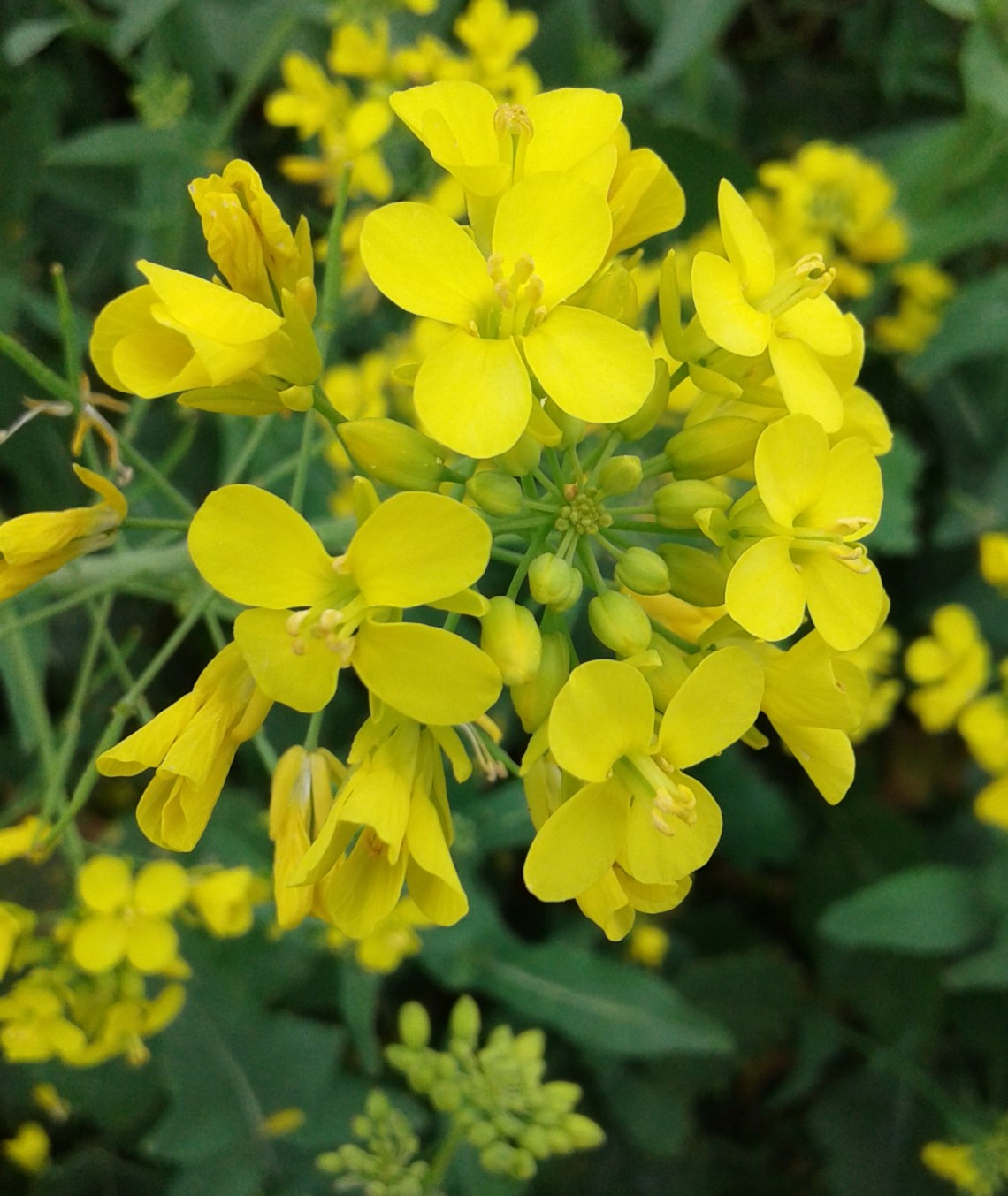 flower-mustard-mustard-plant-rapeseed-yellow-plant-1457293-pxhere.com_.jpg
