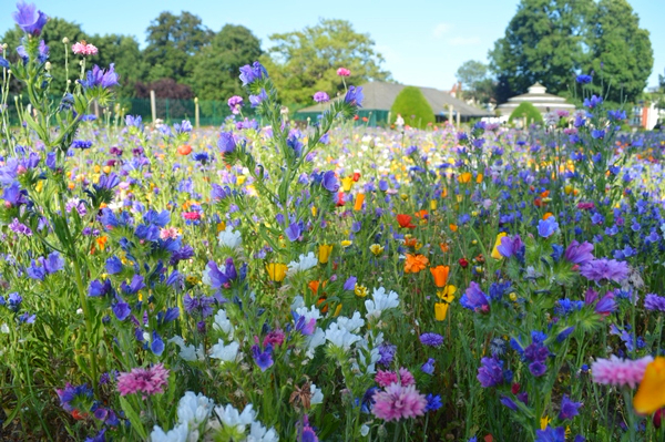 Wildflower Meadow
