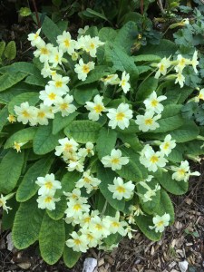 Primroses