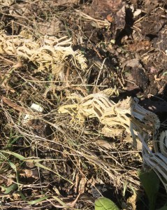 Squash stem skeleton