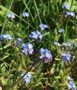 Forget me nots