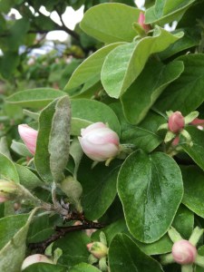 Quince buds