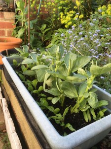 Broad Bean and beetroot