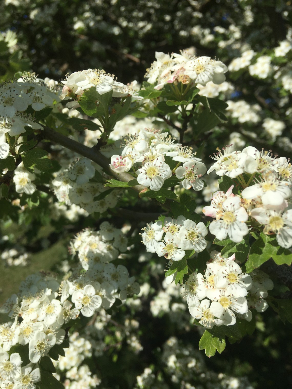 Hawthorn Blossom