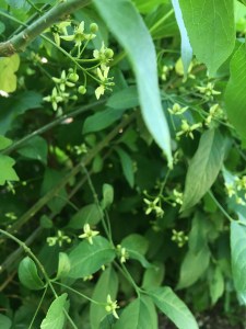 Spindle in flower