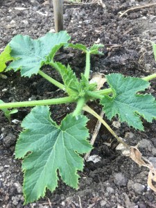 Courgette plant