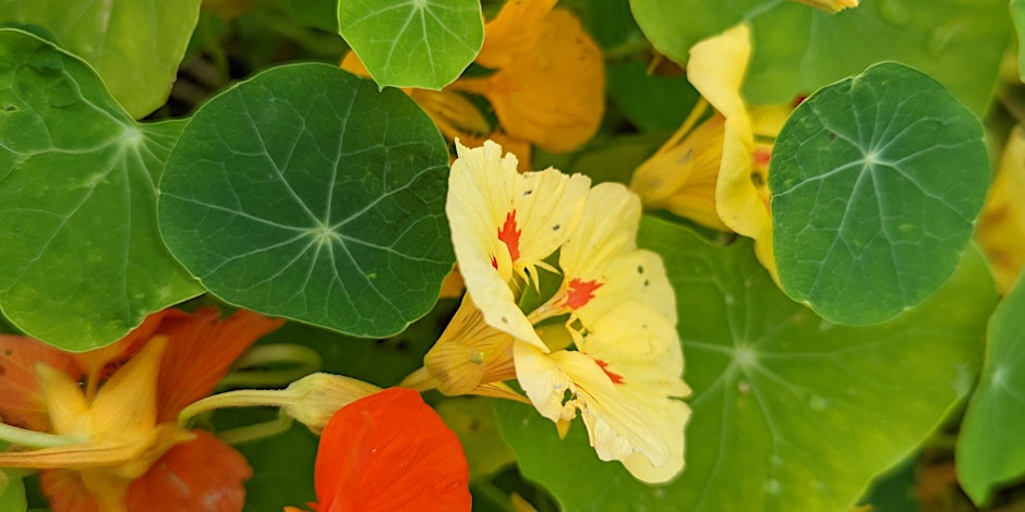 Nasturtium leaves and flower up close