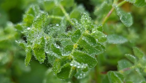 Photo of plants leaves with dew drops