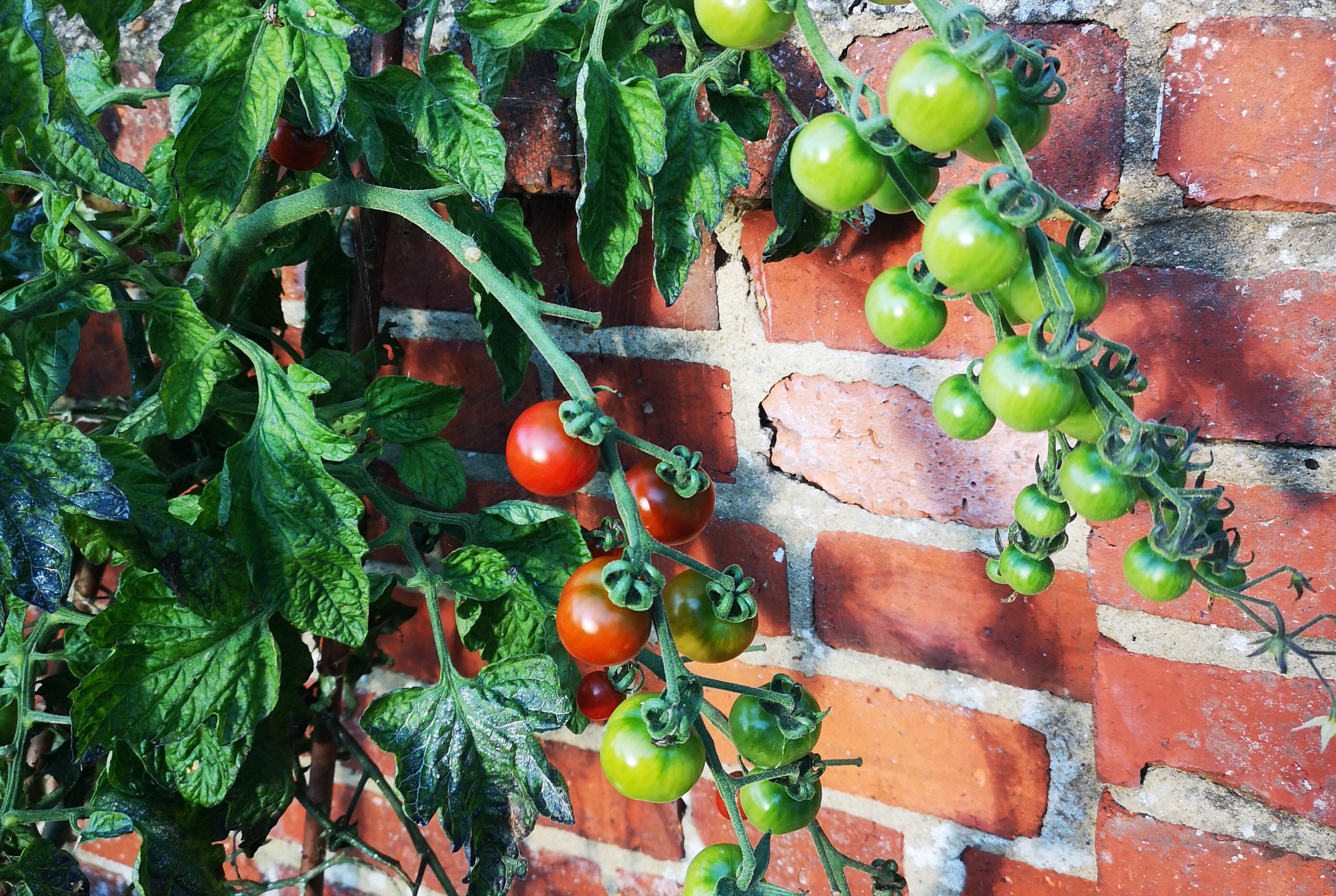 cherry tomatoes grown against a brick wall