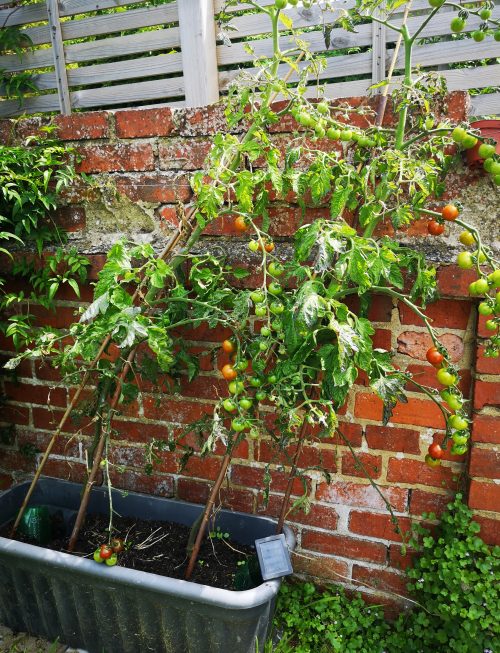 Cherry tomatoes grown in a trough against a brick wall