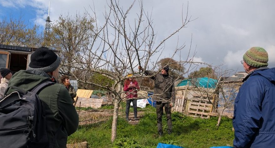 apple tree in an allotment