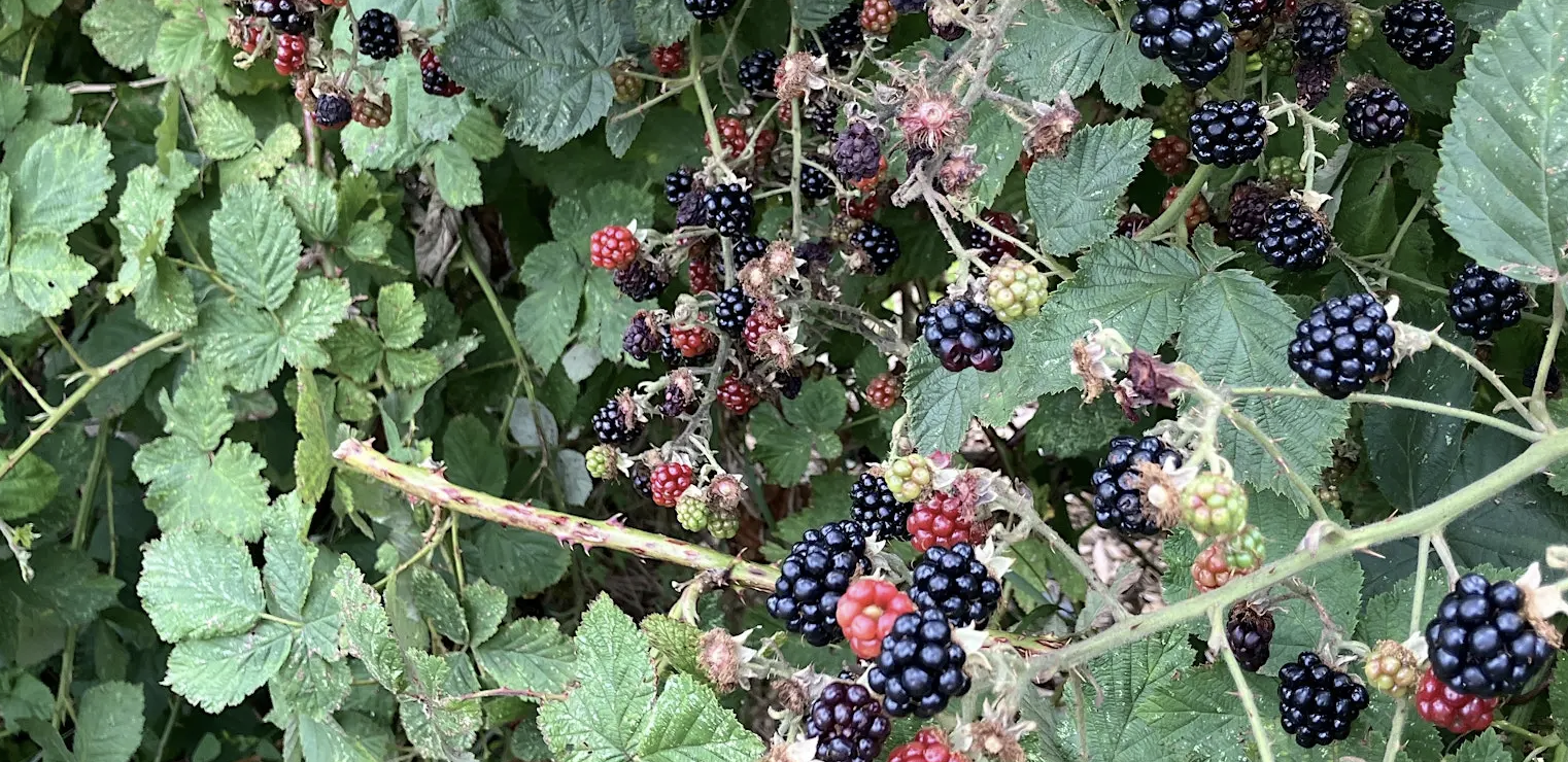 Blackberry and brambles